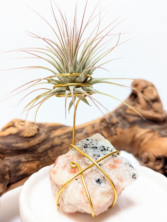 Sunstone with Tillandsia Air Plant