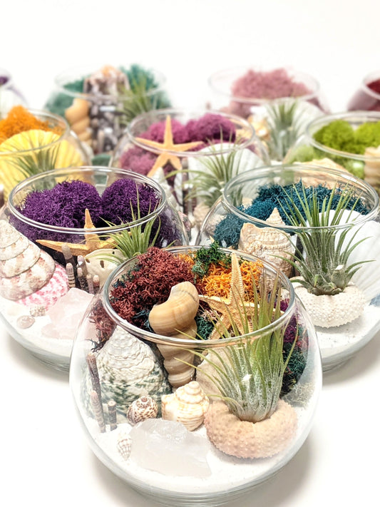 Terrarium Random