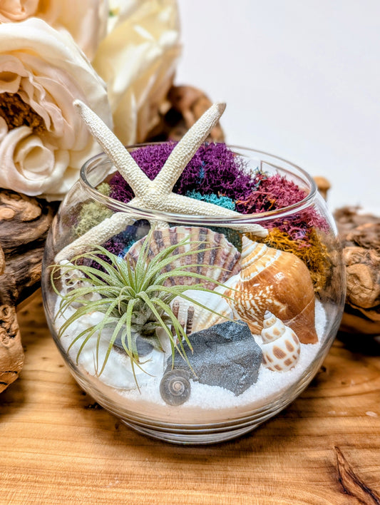 Terrarium Rainbow Hematite