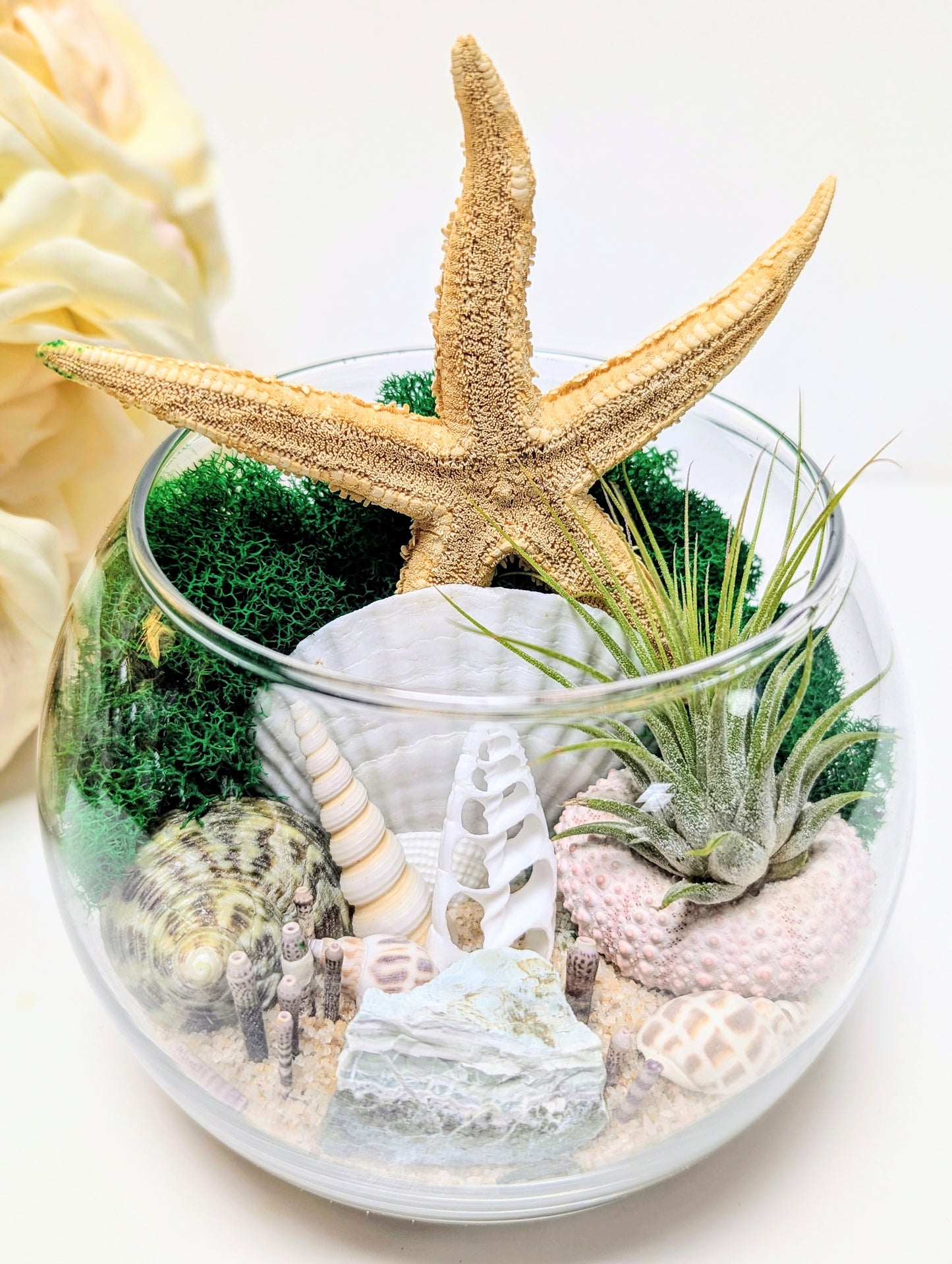 Terrarium Random