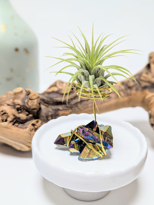 Titanium Quartz with Tillandsia Air Plant